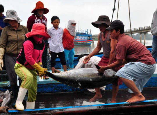 Nhiều ngư dân Quảng Ngãi lo lắng vì cá đánh bắt được không có người mua hoặc mua với giá rất thấpẢnh: TỬ TRỰC