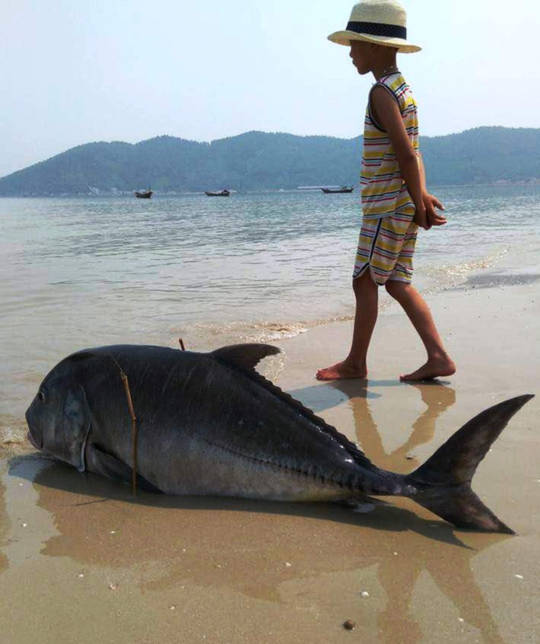 Một con cá vẩu 35kg dạt vào bờ biển xã Lộc Vĩnh vài ngày trước