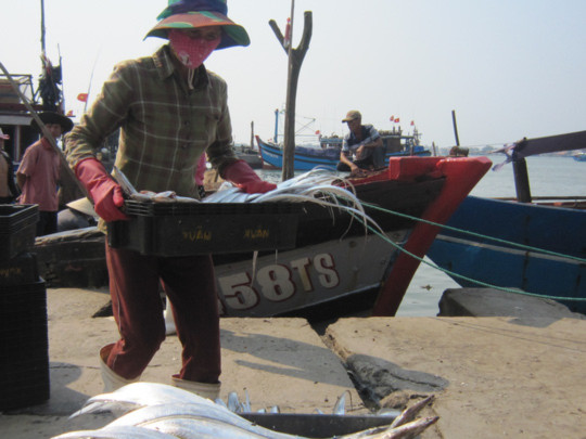 Ngư dân chỉ bán được loại cá hố để xuất khẩu