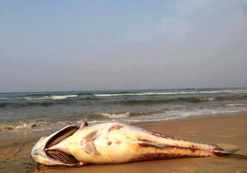 Ảnh cá chết ấn tượng này. Chú thích: Một con cá vẩu nặng chừng 35kg được ngư dân phát hiện chết ở bòe biển xã Vinh Mỹ, huyện Phú Lộc (Thừa Thiên Huế) vào chiều 24/4. Ảnh do người dân cung cấp
