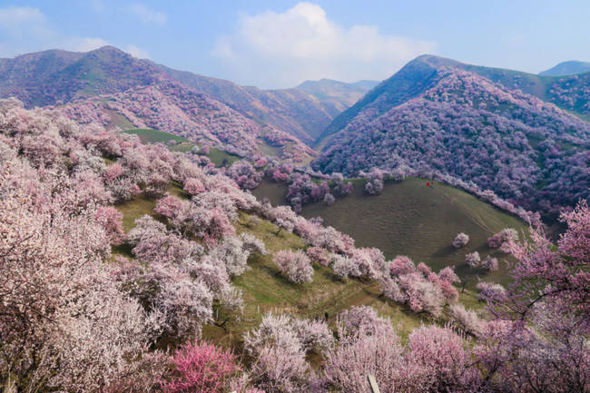 Thung lũng hoa mai hương sắc đẹp đến cạn lời ở Tân Cương - Ảnh 1.