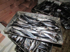 Cá nục đông lạnh nhiễm độc trong kho của Vựa cá Dũng Thuộc tại khu phố An Hòa 2, thị trấn Cửa Tùng, huyện Vĩnh Linh, Quảng Trị hôm 10/6/2016.
Courtesy TN