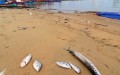 Cá chết trôi dạt vào bờ sông Nhật Lệ (TP. Đồng Hới, Quảng Bình) sáng ngày 25/4. (Ảnh: Lê Phi Long/laodong.com.vn)