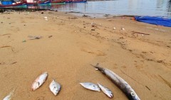 Cá chết trôi dạt vào bờ sông Nhật Lệ (TP. Đồng Hới, Quảng Bình) sáng ngày 25/4. (Ảnh: Lê Phi Long/laodong.com.vn)