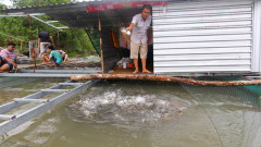 Người nuôi cá lồng bè ở phường Tân Phú, quận Cái Răng (TP Cần Thơ) đang lo lắng trước thông tin Nhà máy giấy Lee & Man sắp đi vào hoạt động - Ảnh: Chí Quốc