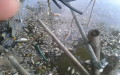 Cá chết trắng hồ Mật Sơn ở phường Đông Vệ (TP Thanh Hóa) nhiều ngày nay, gây ô nhiễm môi trường nghiêm trọng - Ảnh: Hà Đồng - tuoitre.vn