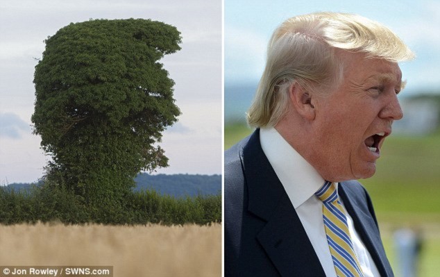 Cây lạ có hình dạng giống hệt tỷ phú Trump đang gào hét - 1