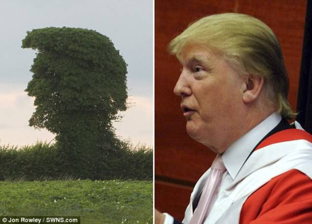 Cây lạ có hình dạng giống hệt tỷ phú Trump đang gào hét - 2