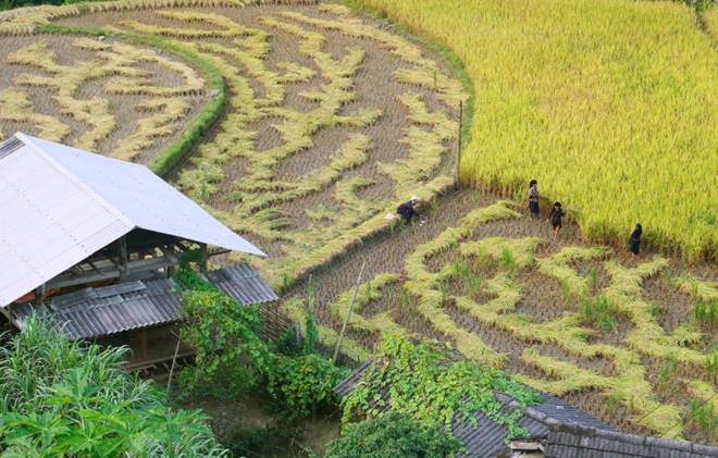 Mùa vàng nơi tận cùng cực Bắc