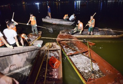 khoảng 300 công nhân thuộc Công ty TNHH MTV Hồ Tây, Công ty CP Môi trường và sinh thái Sao Mai, Xí nghiệp 1 thuộc Công ty Thoát nước Hà Nội được huy động thu gom cá chết ở hồ Tây. Ảnh vnexpress.net