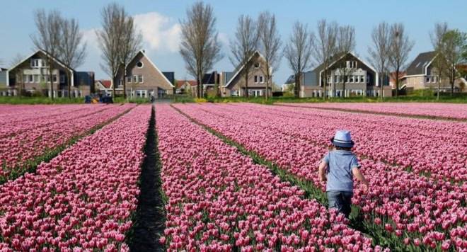thien duong, hoa tulip, Hà Lan, 