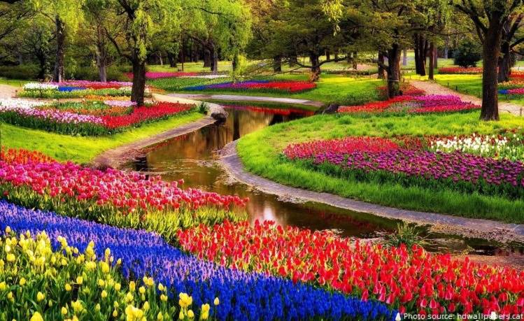 thien duong, hoa tulip, Hà Lan, 