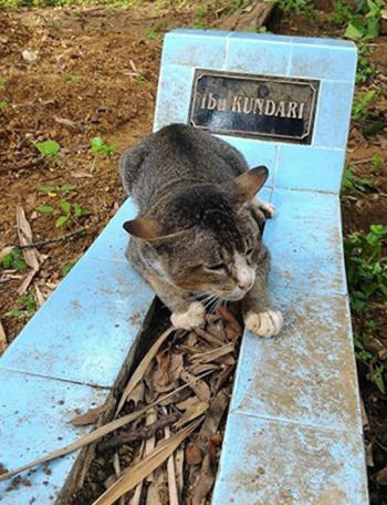 Ảnh1: Người ta thường thấy con mèo nằm bên mộ chủ không rời (Ảnh: SWNS)