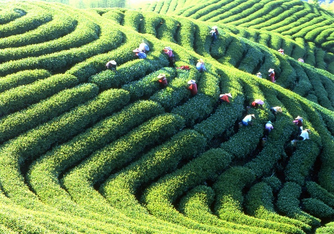 Maokong là vùng trồng trà lớn nhất ở Đài Loan.​