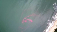 Dải nước màu hồng ven biển Đà Nẵng tiếp tục được ghi nhận vào sáng nay 27/2. (Ảnh chụp màn hình)