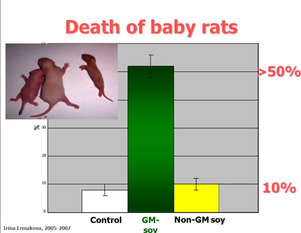 Hơn một nửa số con của chuột cống cái ăn đậu nành Roudup ready chết trong vòng 3 tuần tuổi, trong khi đó chỉ 10% con của chuột mẹ không ăn GMO chết yểu (nguồn: responsibletechnology.org)