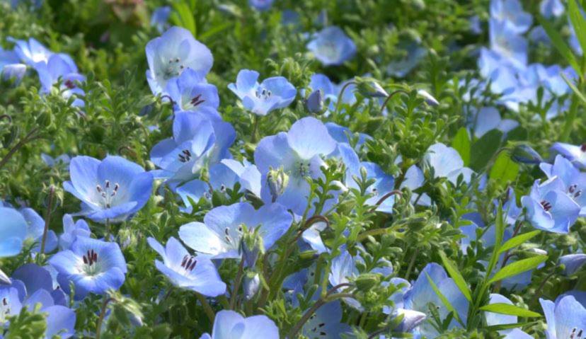 hoa mat xanh 1