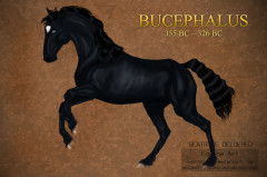 Bucephalus