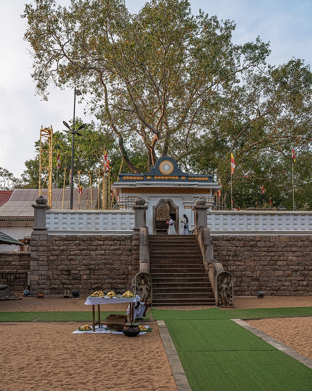 Cây Jaya Sri Maha Bodhi chụp năm 2020. (Ảnh: A.Savin, Wikipedia)